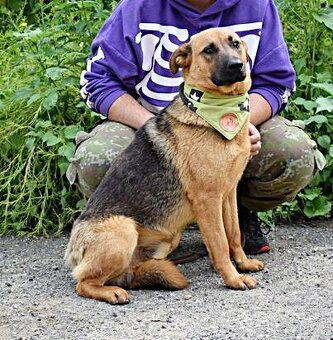 GRATO K ADOPCI - 2 ROKY, USMĚVAVÝ, MILÝ,ODDANÝ - 3