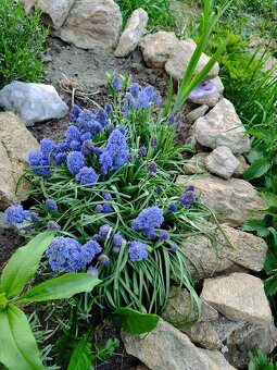 Modřenec Blue Spike - 3