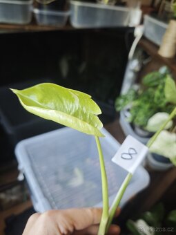 Monstera alba č.8 - 3