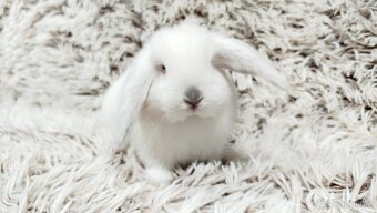 Zakrslý beránek, králíček, králík - MOLLY A MATEO - 3