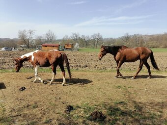 Prodám valacha na rekreaci pro 1 člověka - 3