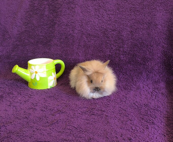 Zakrslý králík lvíček - 3