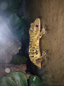 Prodám chovnou skupinku pagekonů řasnatých - 3