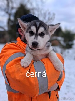 Štěňata Husky - 3