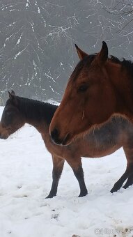 Prodám kobylu QH s PP reg.USA - 3