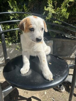 Jack Russel X - 3