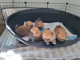 Pomeranian bez PP - 3