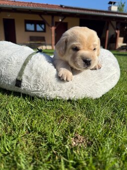Štěňátka labradora s PP - 3