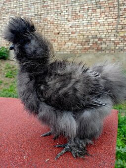 Kohout hedvábnička USA frizzle silk - 3