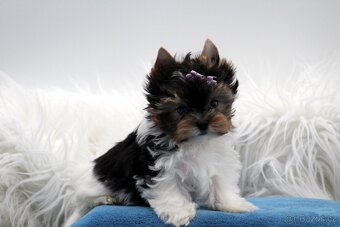yorkshire terrier colorful - 3