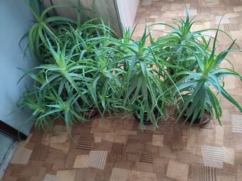 Aloe vera - 3