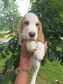 Beagle pejsek s PP - 3