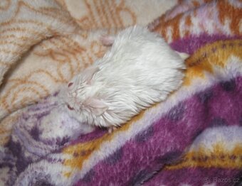 Křeček (křečík) campbell s PP - albino satin - 3