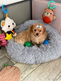 Pudel Toy - 3