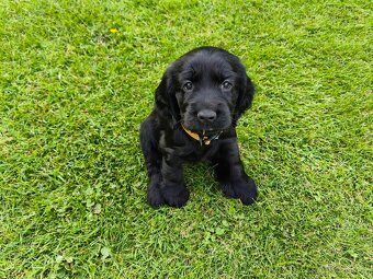 Anglický kokršpaněl bez PP - 3