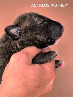 Anglický Bulteriér - 3