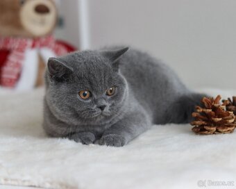 Britská koťátka s PP kocourek - 3