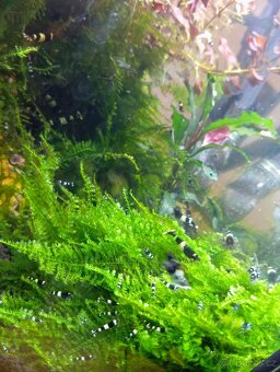 Caridina Black Panda - 3