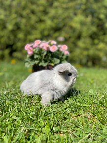 Zakrslý králík - Minilop - 3