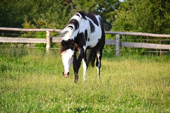 Paint horse - klisna - 3