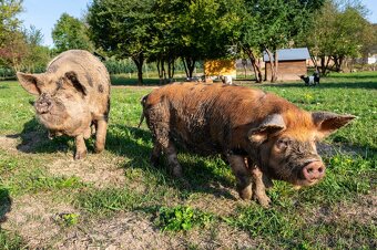 prasátka na grilovačku nebo do mrazáku kune kune - 3