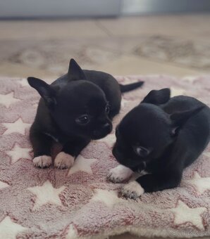 Čivava krátkosrstá s PP FCI - 3