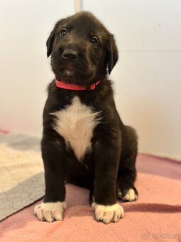 Írsky vlkodav s PP - 3