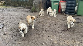 SAO/středoasijský pastevecký pes - 3