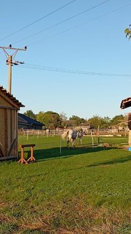 Pastevní ustájení - 3