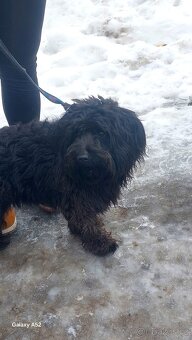 Bisonek,havansky psík,maltezak,bischon, - 3