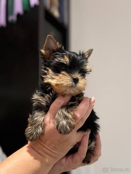 Yorkshire terrier - 3