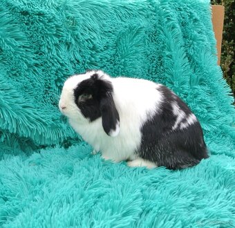 minilop - samička - 3