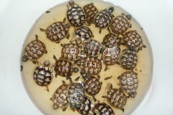 Suchozemská želva Praha - 3