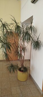 Dracena velka - 3