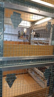 Prodám sestavu klecí pro drobné ptactvo z regálu - 3