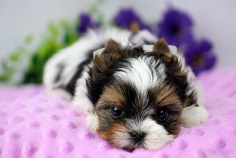 biewer yorkshire terrier s PP - Geronimo - 3
