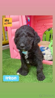 Labradoodle F1B - 3
