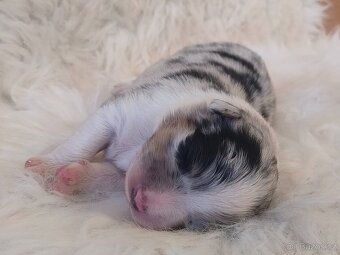 Australský ovčák s PP - štěňátka na prodej - 3