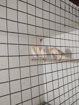 Kanár oranžová mozaika - 3