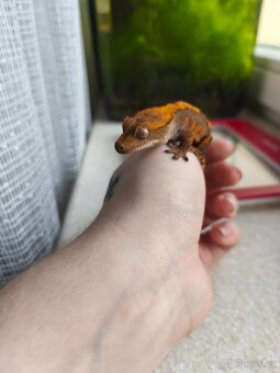 Pagekon řasnatý 0.1 - 3