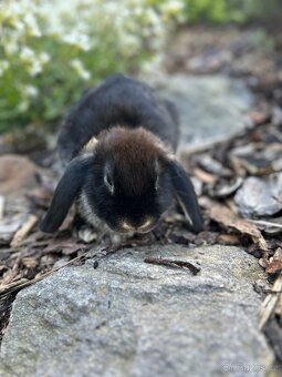 Zakrslí beránci samičky - 3