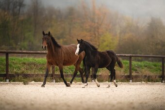 Roční American Quarter Horse black klisna, vnučka Gunnera - 3