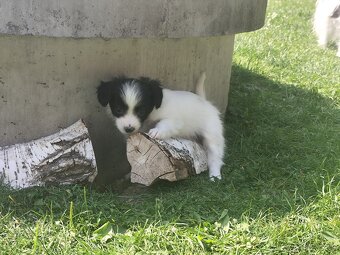 Fenka phalene s PP (papillon s ušima dolů) - 3