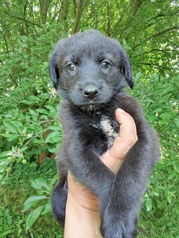Bordel kolie x labrador - 3