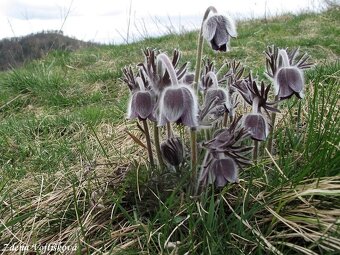 Koniklec luční-Pulsatilla pratensis 400 semen 50Kč - 3