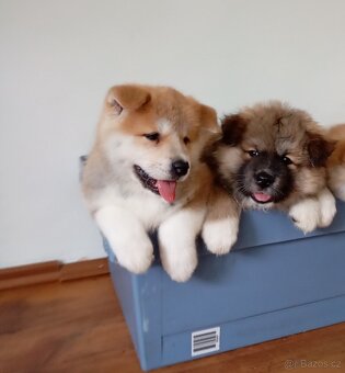 Štěňata Akita inu bez PP - 3