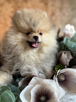 Pomeranian s p.p - 3
