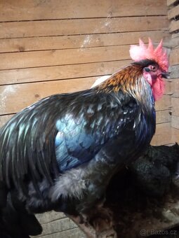 Kohouti kříženci - 3