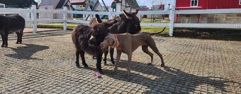 Miniaturní stredozemní osel - 3