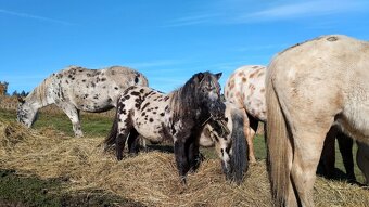 MiniHorse/ MiniAppaloosa - 3